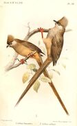 An illustration of a Speckled Mousebirds showing pamprodactyl feet