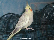 Female domesticated Cockatiel.