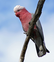 Cockatoo perching on a branch. Its plumage on the top of its head above its eyes is white and it has a horn-coloured beak. The rest of its head, its neck, and most of its front are pink. Its wings and tail are grey.