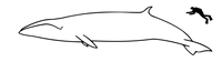 Sei whale size-2