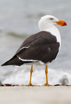 Larus pacificus Bruny Island