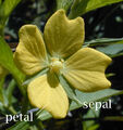 Petal-sepal