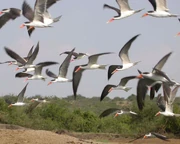African Skimmers