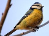 Blue tit