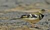 Forest wagtail