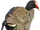 Dusky Moorhen.png