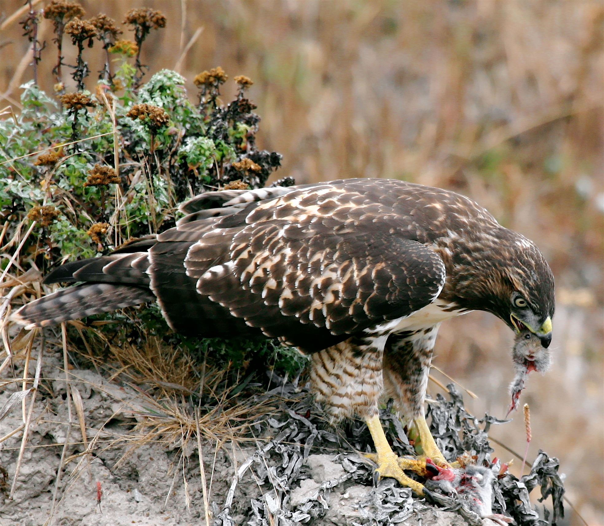 Common buzzard - Wikipedia