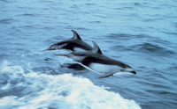 Pacific White-sided Dolphins