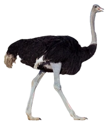 Common Ostrich