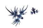 Glaucus atlanticus 1