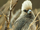 White-headed Mousebird