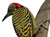 Woodpecker