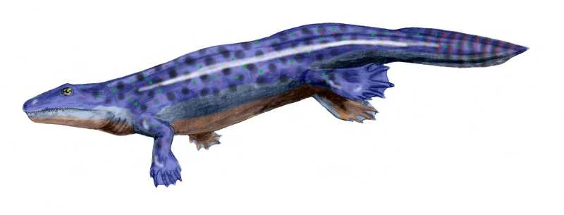 小物 tetrapod Pederpes is a tetrapod from the Early Carboniferous period. Poster