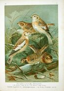Plectrophenax nivalis