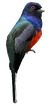 Surucua Trogon