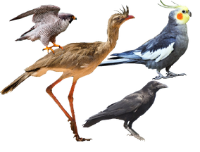 What is a Non Perching Bird: Key Facts You Need to Know