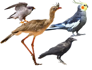 Members of , which includes passerines.