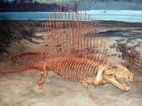 Dimetrodon