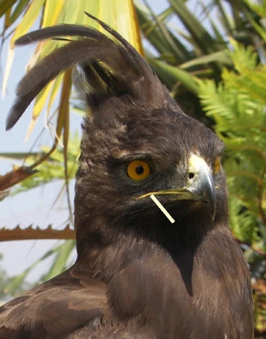 Gape flange location