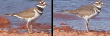 A Killdeer pair. The female is on the right and the male is on the left.