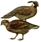 Koklass Pheasant