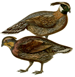 Koklass Pheasant