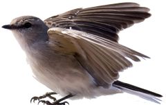 Australasian robin - Wikipedia