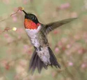 Ruby-throated Hummingbird