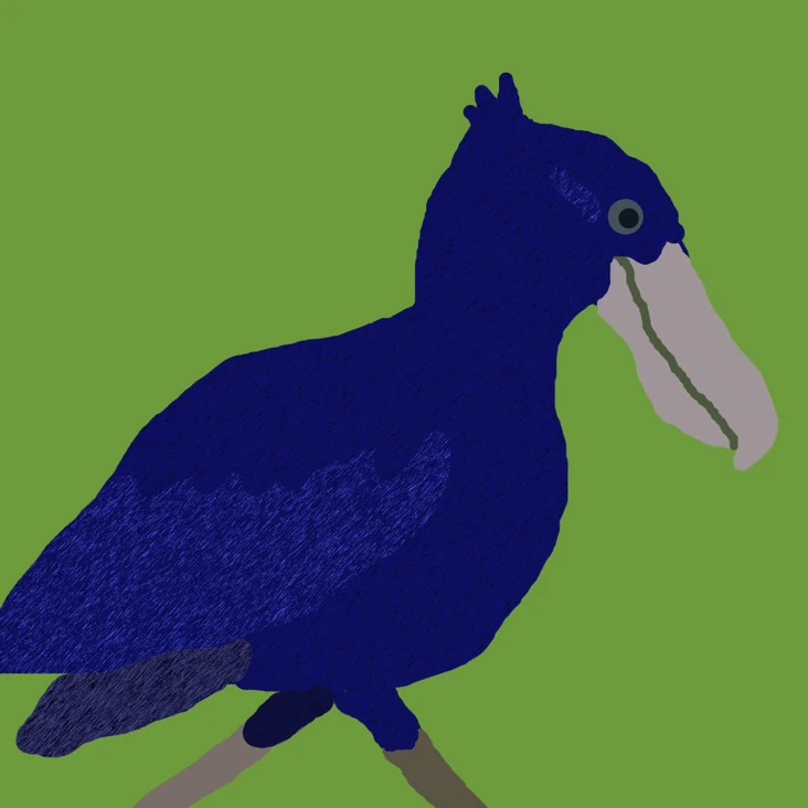 Shoebill (family) | All Birds Wiki | Fandom