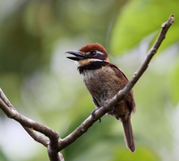 Chestnut-capped Puffbird