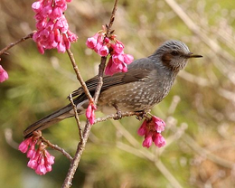 Brown-eared Bulbul