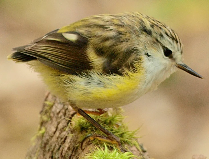 What is Perching Bird: Fascinating Facts You Need to Know