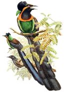 Astrapia nigra by Bowdler Sharpe