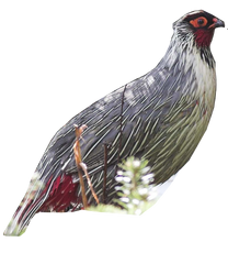 Blood Pheasant