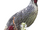 Blood Pheasant.png