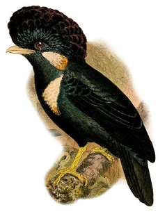 Helmeted Myna