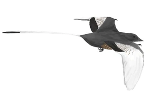 Confuciusornis sanctus mmartyniuk