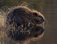 Eurasian Beaver