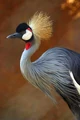 Grey Crowned Crane