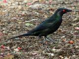 Aplonis