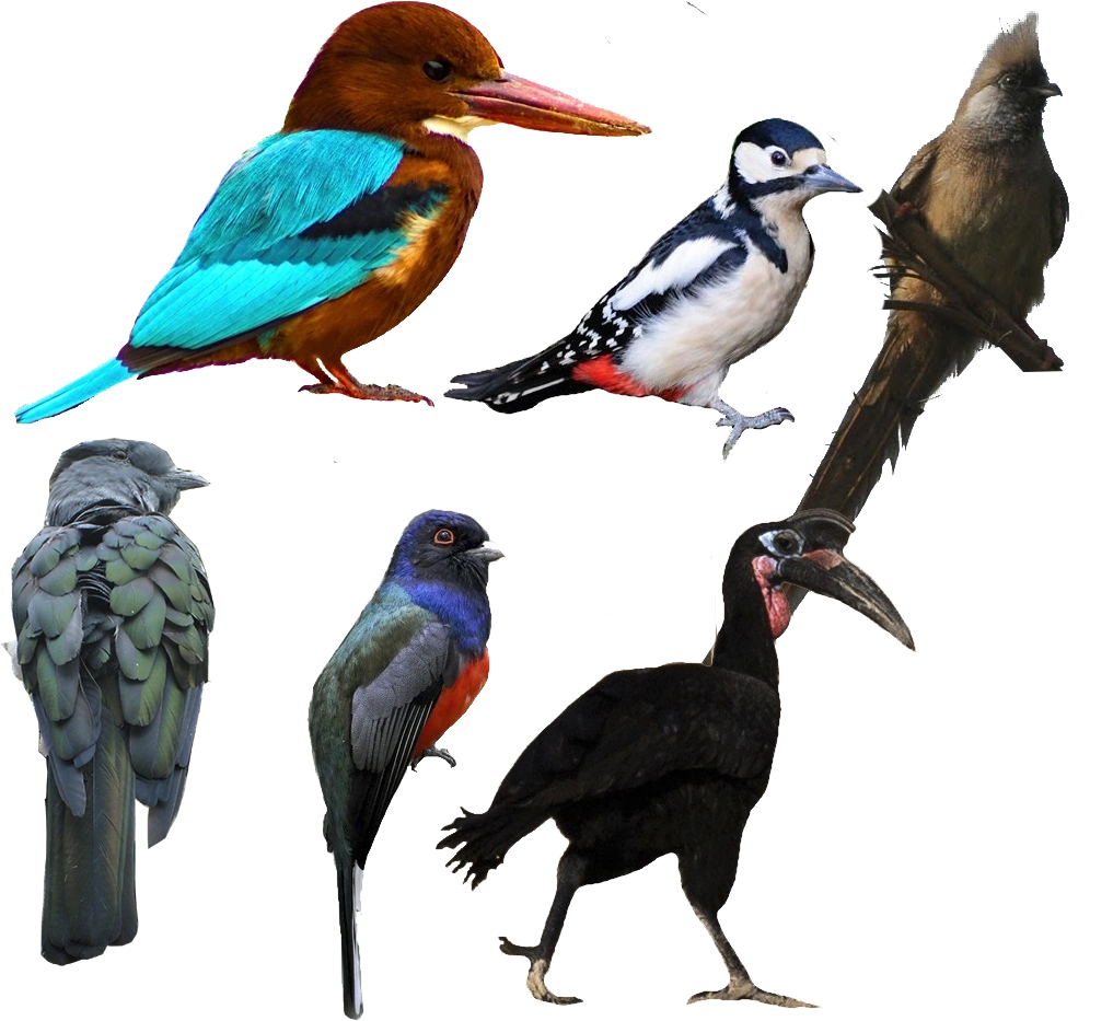 Higher land bird | All Birds Wiki | Fandom, image size:1017x933