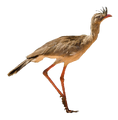 Red-legged Seriema