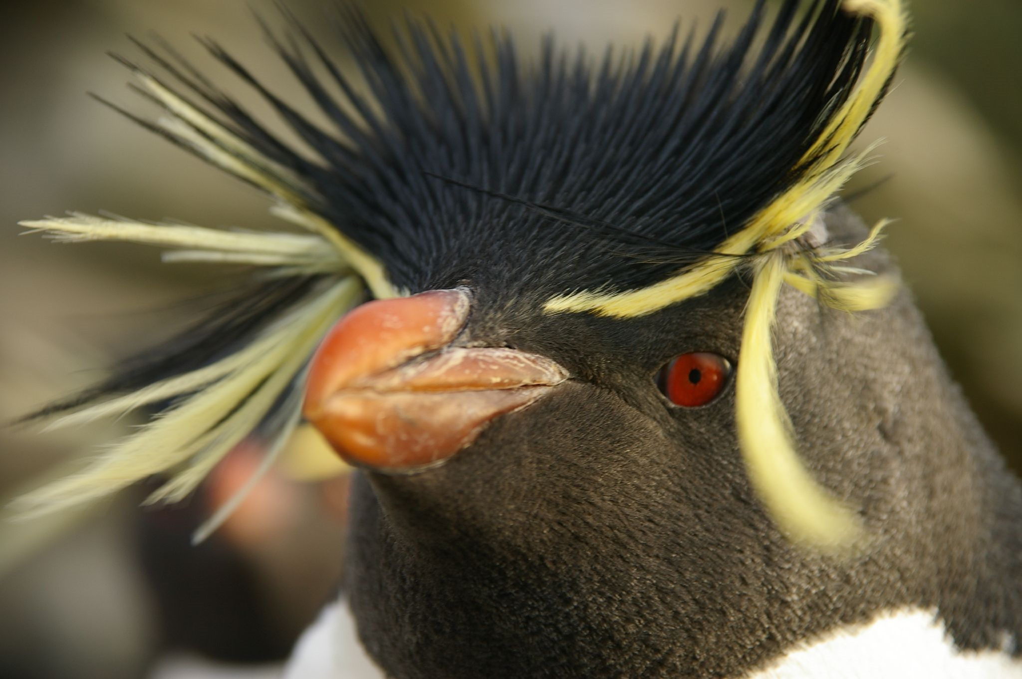Pingouin — Wikipédia