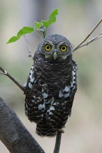 Glaucidium capense