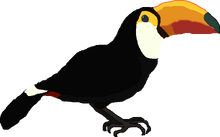 Toco Toucan