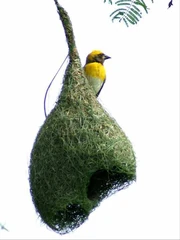 Weaver bird in Northern india
