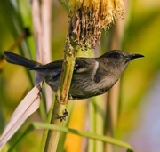 Crescent Honeyeater (Phylidonyris pyrrhoptera)