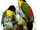 Black-headed Woodpecker