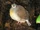 Sulawesi Ground-Dove
