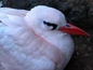 Tropicbird